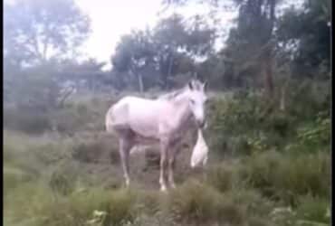 Um vídeo que mostra um cavalo devorando um pato chamou a atenção do biólogo Henrique Abrahão, que fez um relato sobre o ocorrido em vídeo publicado em seu canal no YouTube.