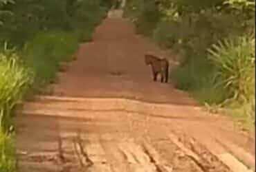 Sem correria, só aventura: homem relata encontro divertido com onça-pintada em estrada selvagem