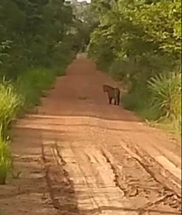 Sem correria, só aventura: homem relata encontro divertido com onça-pintada em estrada selvagem