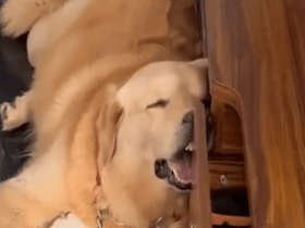 Cãozinho Golden Retriever dorme feito urso e ronca alto