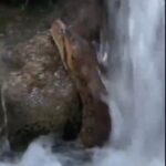 Sucuri gigante é flagrada em cachoeira de Mato Grosso