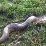 As tocas das sucuris geralmente têm uma entrada estreita e um espaço interno maior.