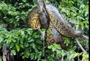A sucuri (Eunectes murinus) é uma das maiores serpentes do continente americano, reconhecida por sua imponência e habilidades adaptativas.