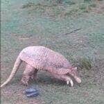 O tatu-canastra é um animal muito forte e resistente. Ele pode cavar tocas profundas e carregar objetos pesados. O animal também é um bom nadador e pode se mover rapidamente.