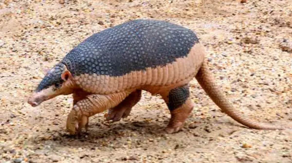 O tatu-canastra é um animal noturno e geralmente é encontrado em áreas de florestas, savanas e campos.