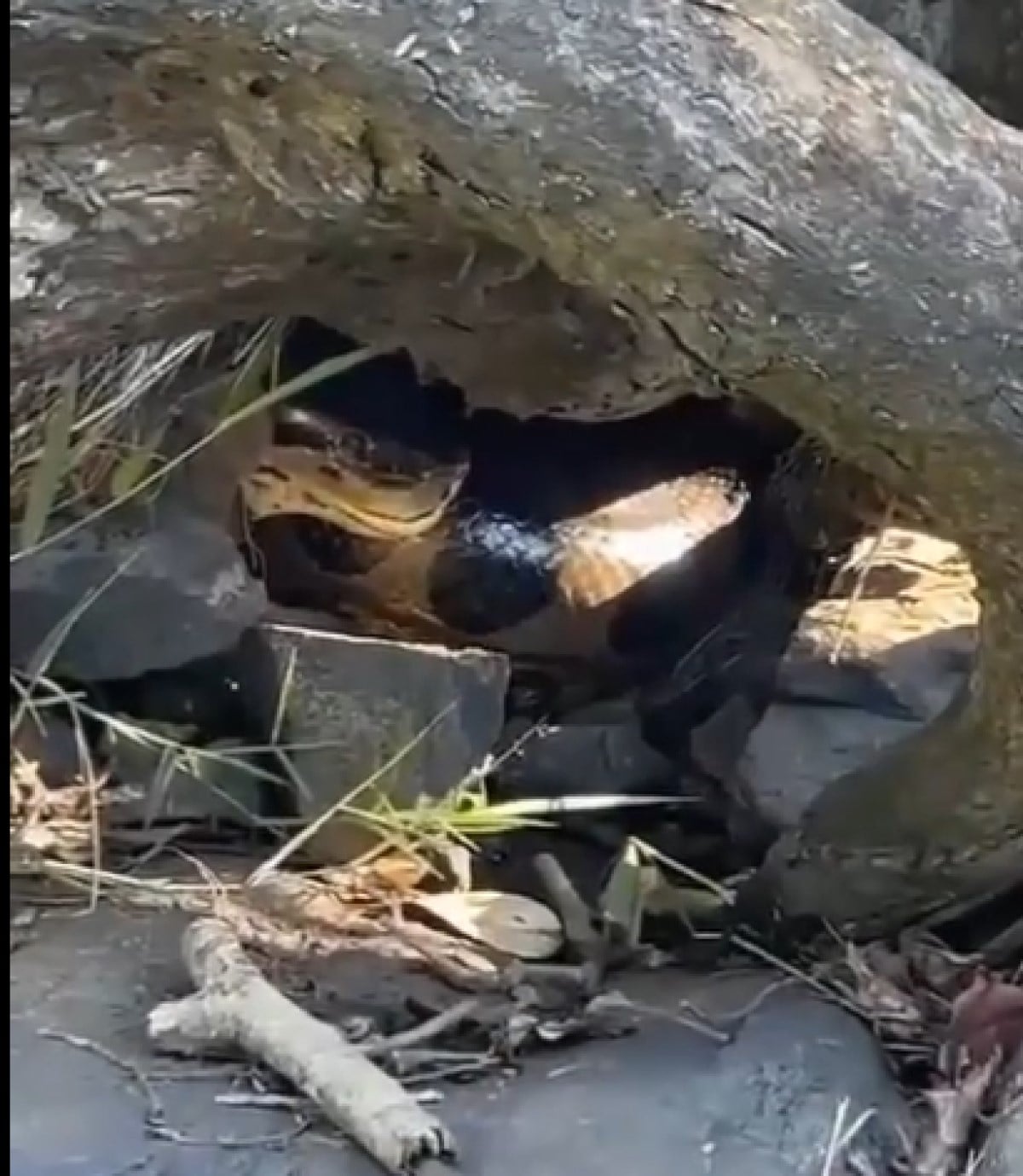 Vídeo impressionante mostra a maior cobra do Brasil em seu habitat natural