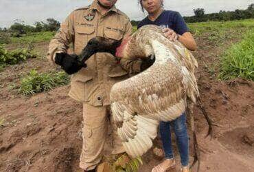 Tuiuiú baleado na asa é resgatado em Mato Grosso