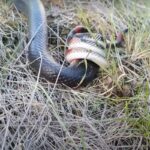Uma cobra coral-falsa, que é uma cobra não-peçonhenta, foi flagrada sufocando uma enorme cobra boiruna sertaneja, que é uma cobra venenosa.