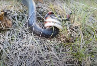 Uma cobra coral-falsa, que é uma cobra não-peçonhenta, foi flagrada sufocando uma enorme cobra boiruna sertaneja, que é uma cobra venenosa.