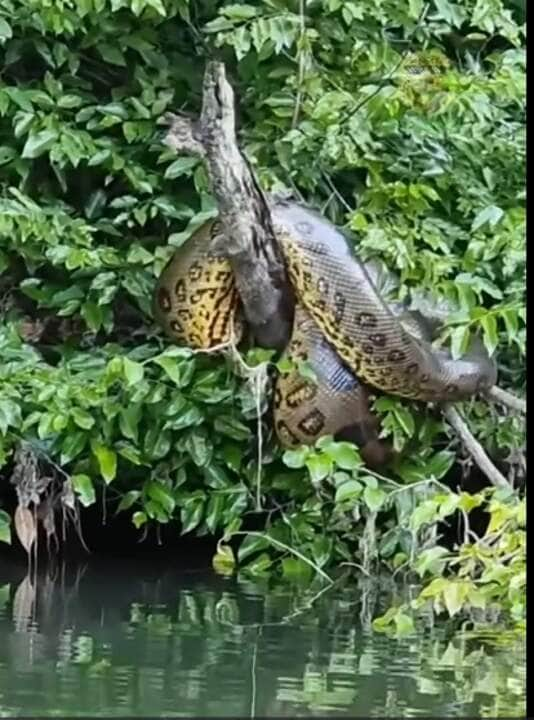 A sucuri (Eunectes murinus) é uma das maiores serpentes do continente americano, reconhecida por sua imponência e habilidades adaptativas.