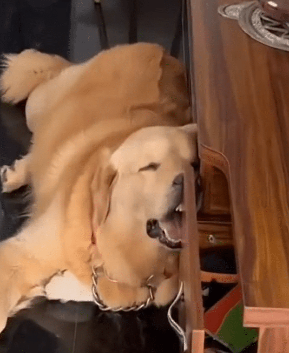 Cãozinho Golden Retriever dorme feito urso e ronca alto