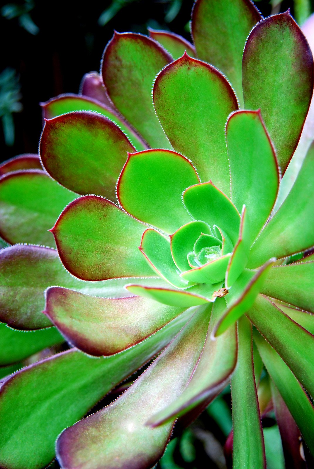 Succulent - Fotos do Canva