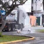 Em uma cena que prova que a alegria pode vir das fontes mais inusitadas, uma frota de cachorros foi flagrada protagonizando uma festa aquática épica nas ruas da cidade.