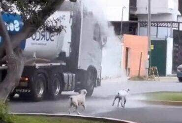 Em uma cena que prova que a alegria pode vir das fontes mais inusitadas, uma frota de cachorros foi flagrada protagonizando uma festa aquática épica nas ruas da cidade.