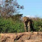 Onça-pintada esbanja beleza e poder no Pantanal