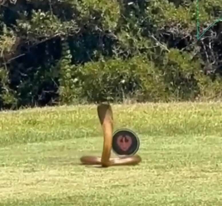 As Najas são cobras venenosas que são encontradas na África, Ásia e Oriente Médio.