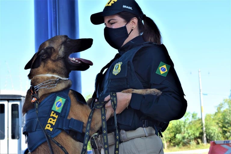 Lavadora de alta pressão era fachada para transporte de cocaína em Cuiabá 5 A importância do trabalho do cão farejador no combate ao crime organizado