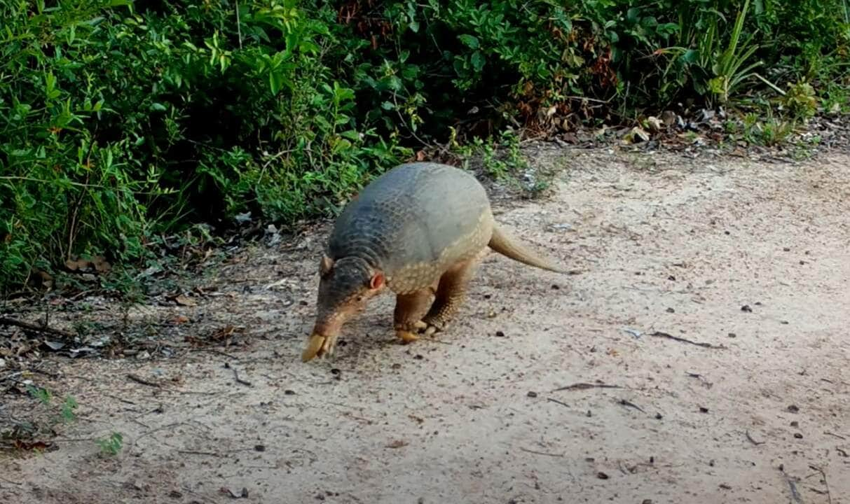 Tatu-canastra é um dos mamíferos ameaçados de extinção que foram flagrados por câmeras              Crédito - Reprodução