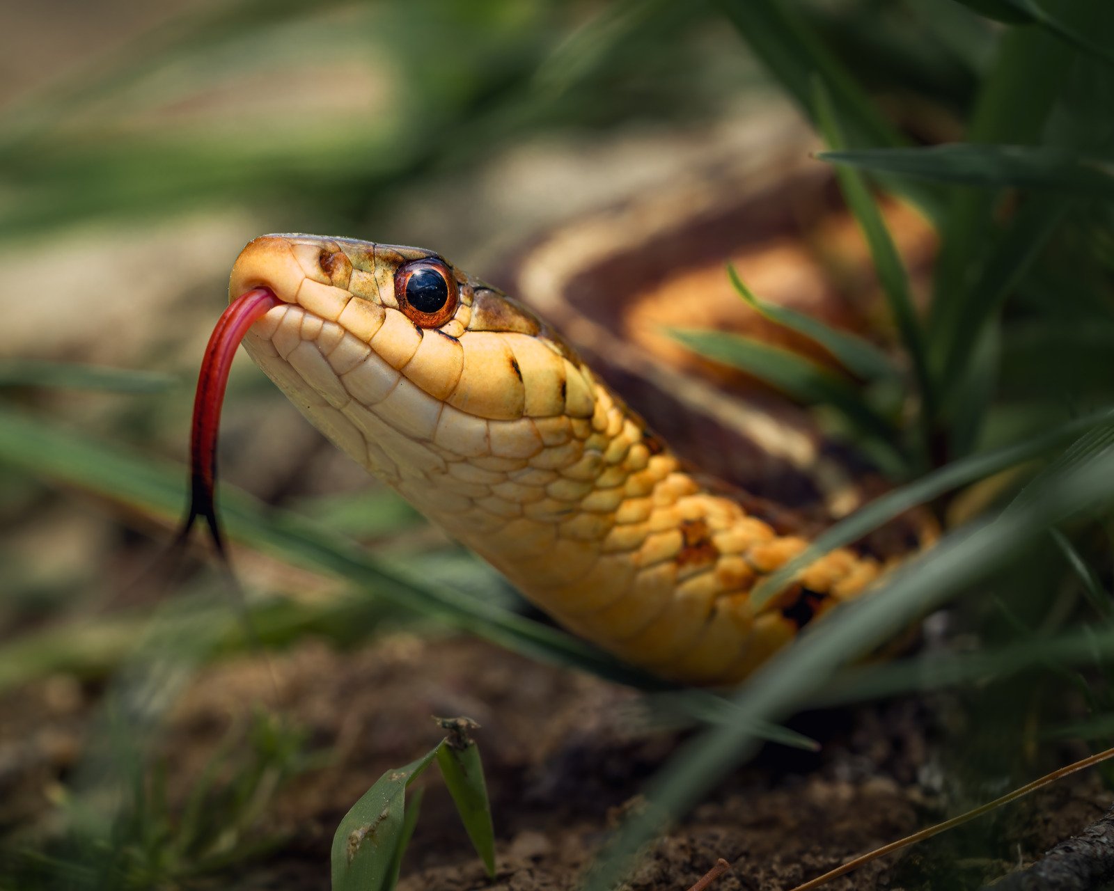 cobras voadoras