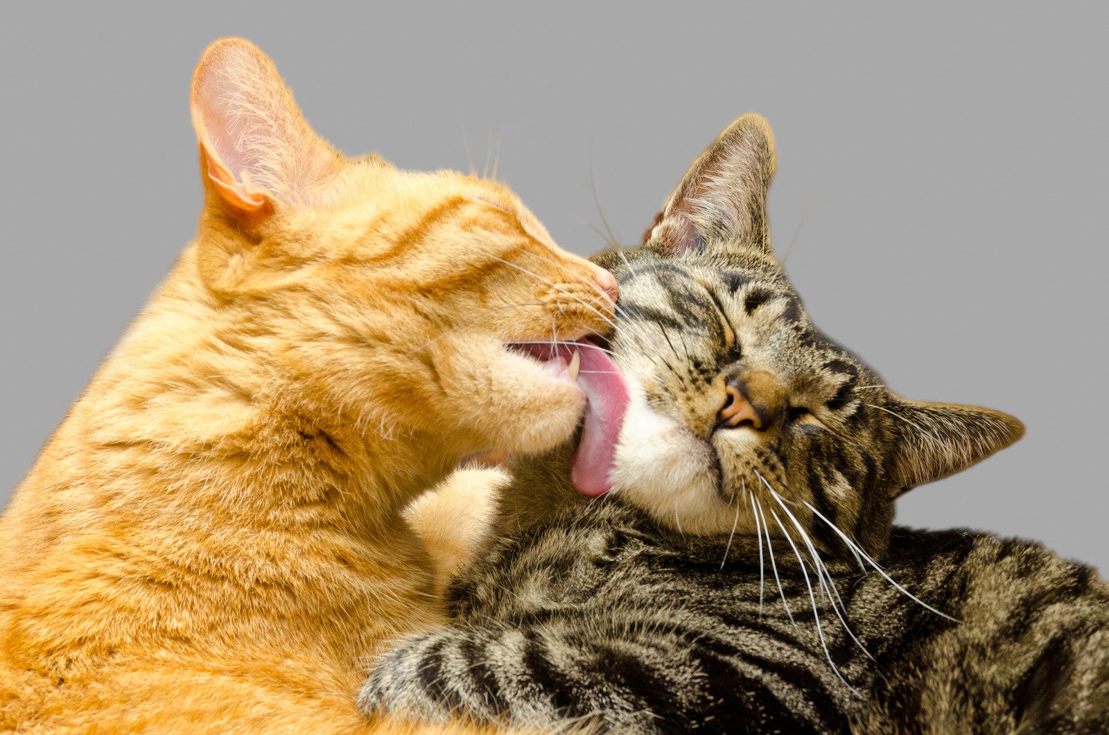 5 curiosidades sobre os gatos que você não sabia 3 funny cat - Fotos do Canva