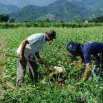 Governo Federal lançará Plataforma Digital de Inovação Agropecuária - Foto: Arquivo/Agência Brasil