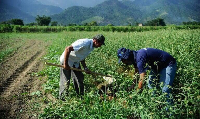 Governo Federal lançará Plataforma Digital de Inovação Agropecuária - Foto: Arquivo/Agência Brasil