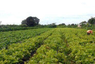 Impactos do clima na safra 2023/2024 em Mato Grosso serão abordados pela Embrapa - Foto: Elza Fiúza/Agência Brasil