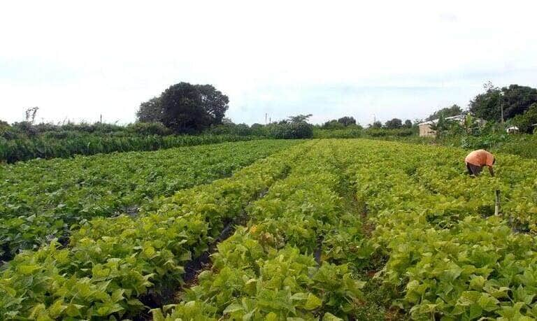 Impactos do clima na safra 2023/2024 em Mato Grosso serão abordados pela Embrapa - Foto: Elza Fiúza/Agência Brasil