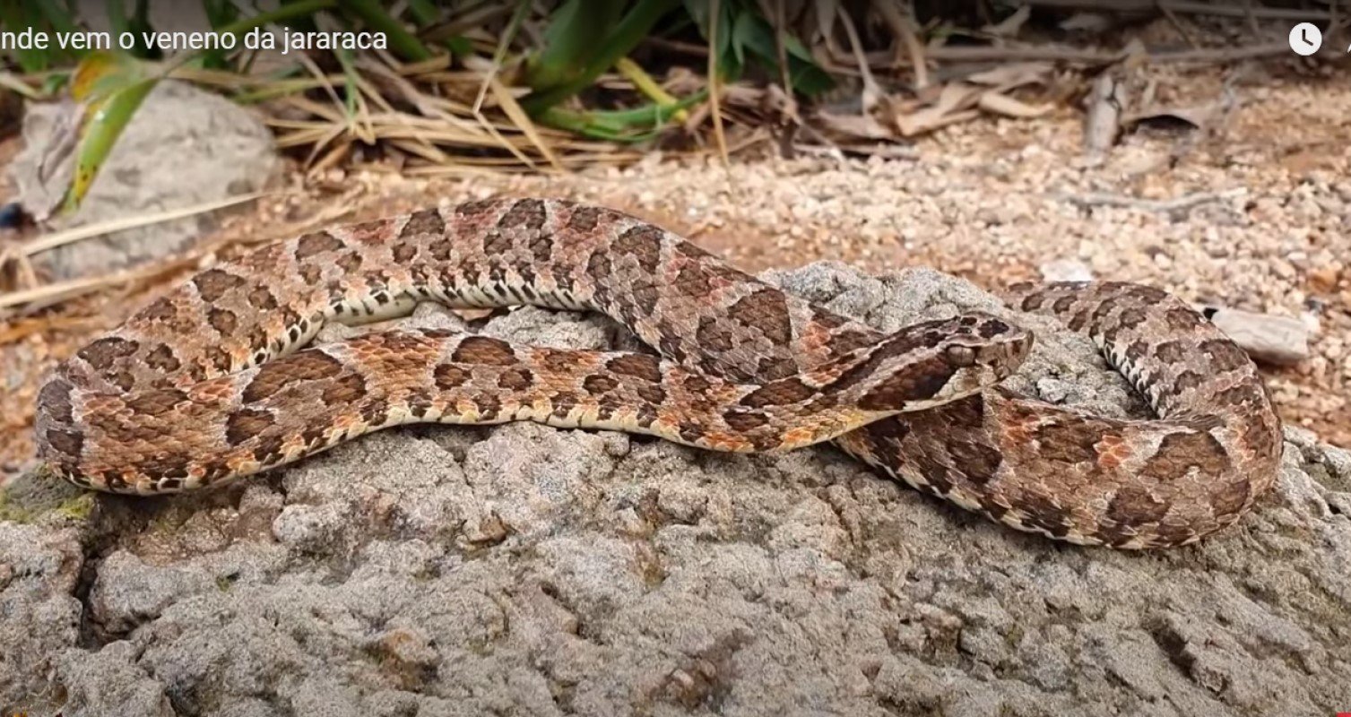 Em vídeo publicado em seu canal no YouTube, o especialista Haroldo Bauer, conhecido como Rei das Serpentes, explica aos internautas como a cobra jararaca introduz seu veneno, ou seja, sua peçonha nas presas ou até mesmo em uma pessoa, caso seja picado.