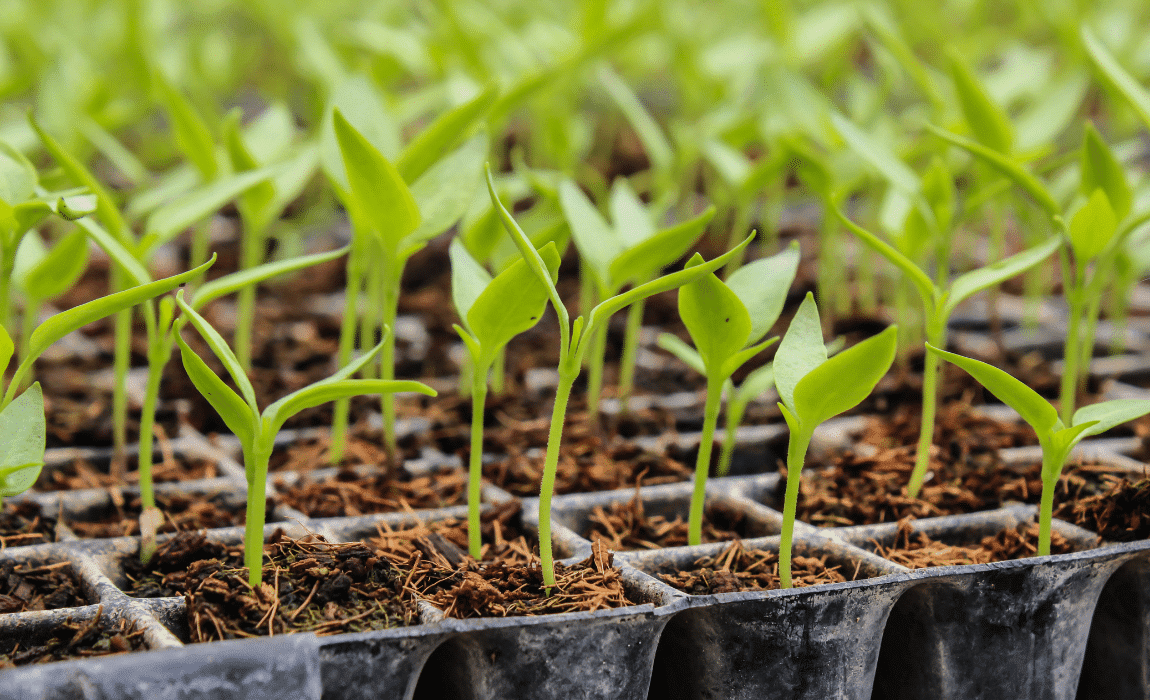 Mapa publica portaria que atualiza os valores das taxas de classificação e reclassificação de produtos de origem vegetal e de sementes e mudas