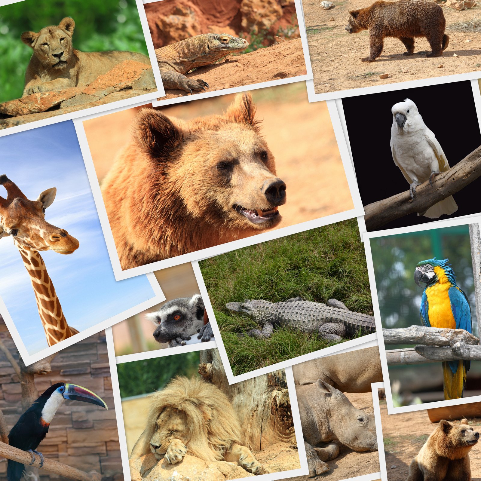 5 curiosidades sobre os gatos que você não sabia 8 mundo animal - Fotos do Canva