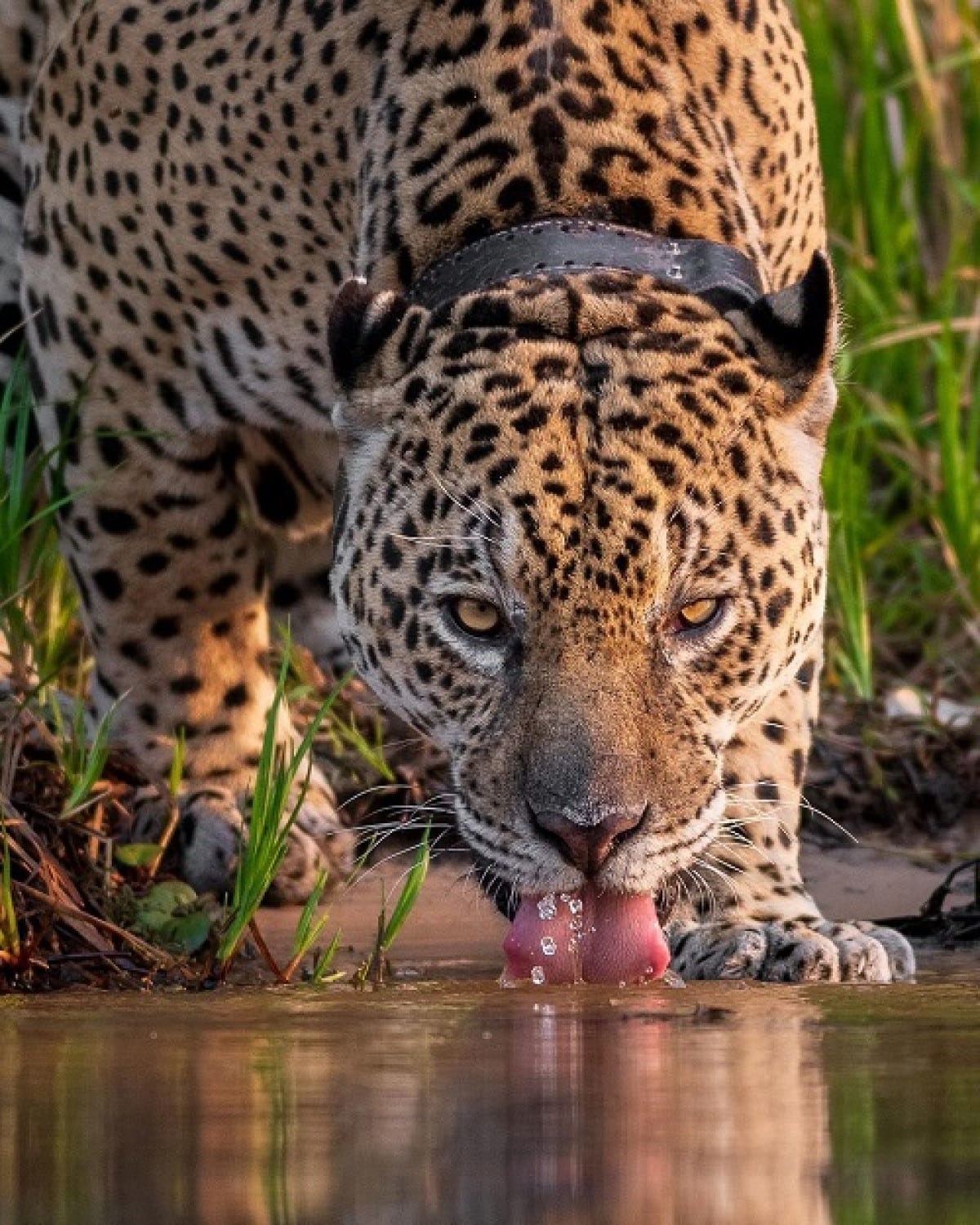 O Pantanal é um dos maiores biomas do mundo e abriga uma grande diversidade de animais, incluindo onças-pintadas.