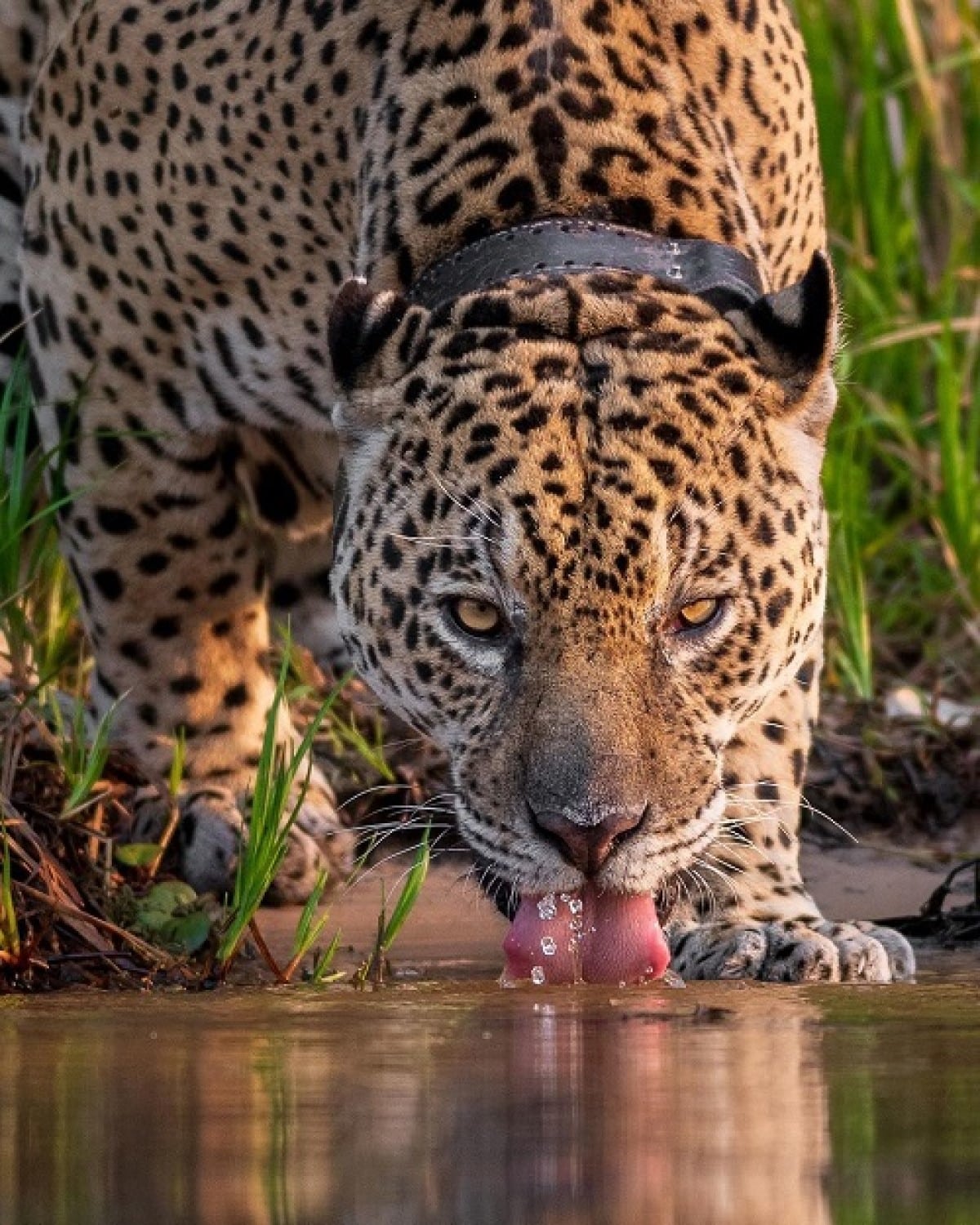 O Pantanal é um dos maiores biomas do mundo e abriga uma grande diversidade de animais, incluindo onças-pintadas. 