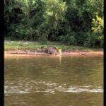 Onça-pintada gigante se refresca nas águas do Pantanal