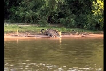 Onça-pintada gigante se refresca nas águas do Pantanal