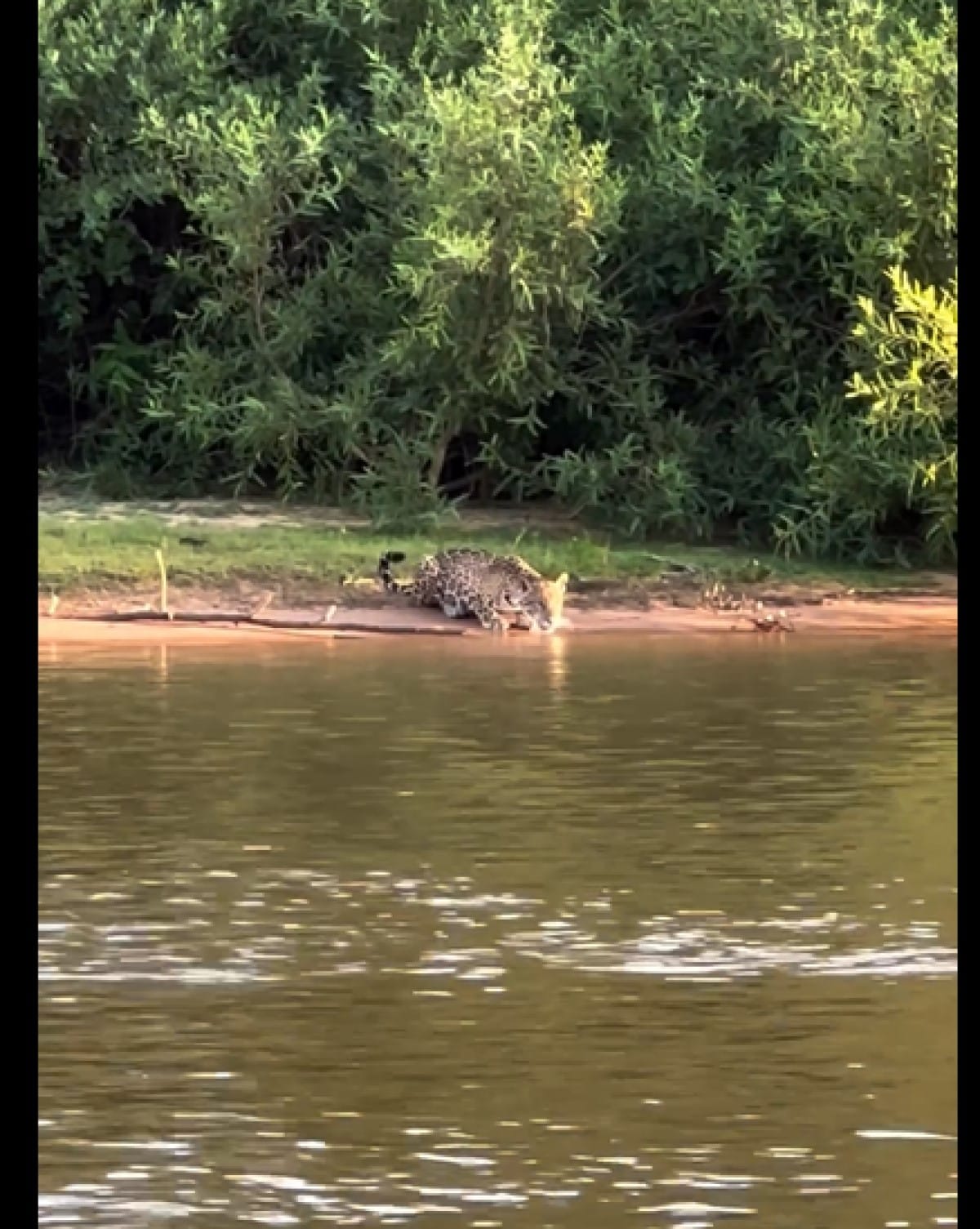 Onça-pintada gigante se refresca nas águas do Pantanal