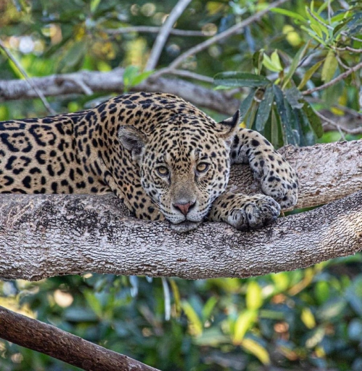 As onças-pintadas são animais importantes para o equilíbrio da natureza.