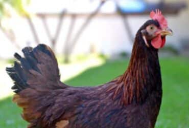 Produção avícola: Brasil exporta primeira remessa de genética Embrapa para Angola - Foto: Divulgação
