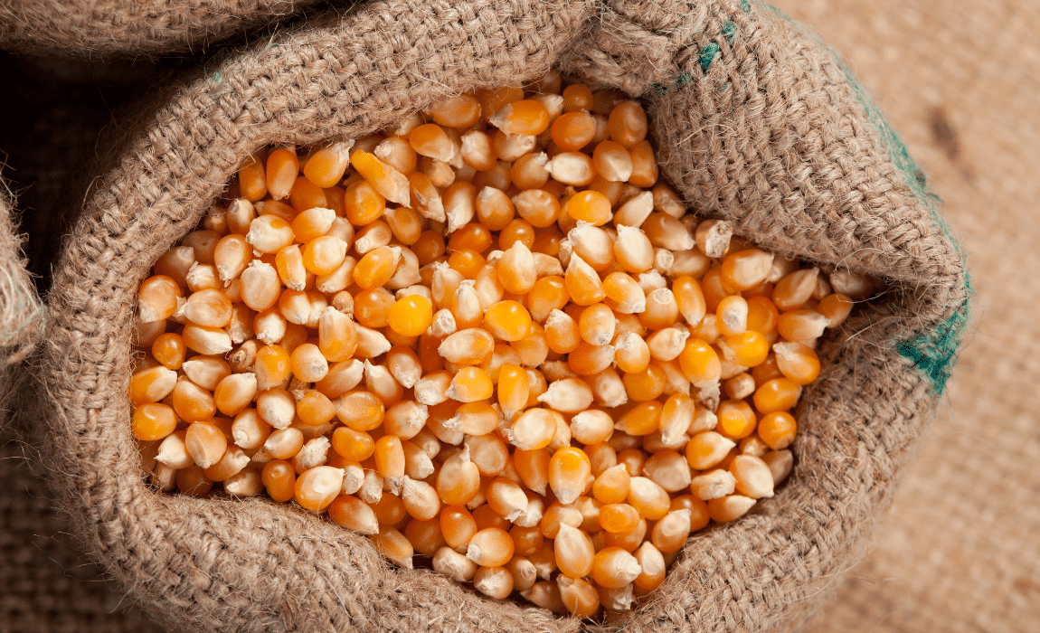 ProVB terá R$ 105 milhões para equalização de preços do milho