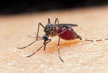 malária, mosquito, Anopheles Por: Prefeitura de Caraguatatuba/Direitos reservados