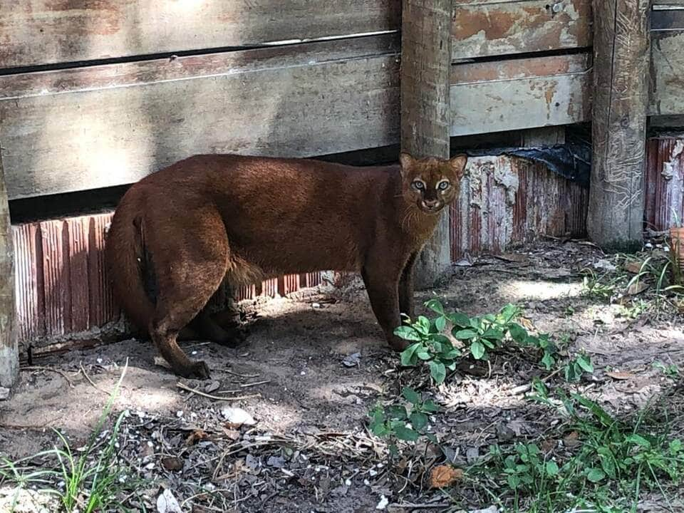 sema recebeu mais de 11 mil animais silvestres resgatados em 2023 interna 2 2024 01 02 464716590