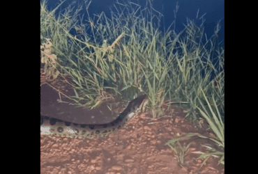 É um animal importante para o ecossistema, pois ajuda a controlar a população de presas, como capivaras, veados e jacarés.