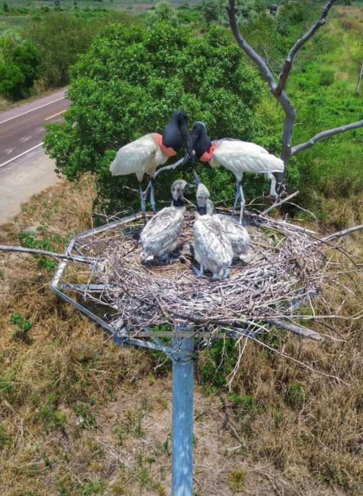 Casal de tuiuiús é fotografado em ninho protegendo os três filhotes