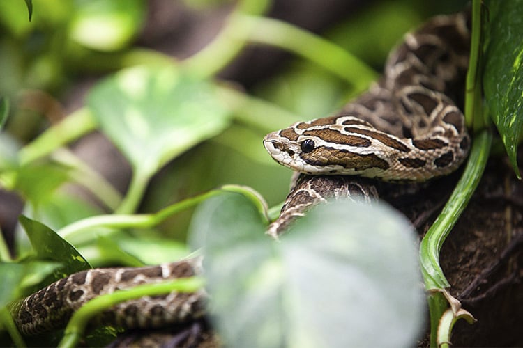 A robusta urutu-cruzeiro, uma cobra especialista em capturar mamíferos