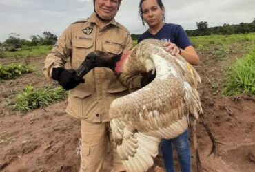 Tuiuiú resgatado com ferimento de bala é devolvido à natureza em Mato Grosso