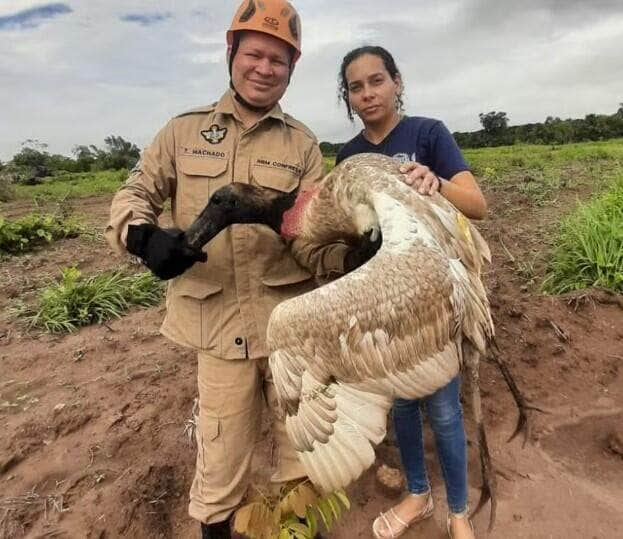 Tuiuiú resgatado com ferimento de bala é devolvido à natureza em Mato Grosso