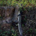 Fotógrafo registra momento épico da caça da onça-pintada no coração do Pantanal