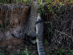 Fotógrafo registra momento épico da caça da onça-pintada no coração do Pantanal