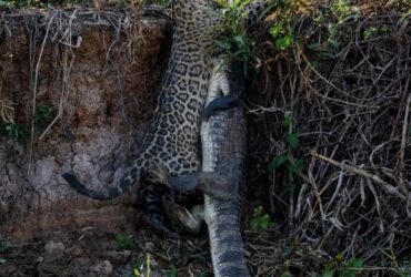 Fotógrafo registra momento épico da caça da onça-pintada no coração do Pantanal