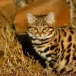 3. Gato-ferrugem (Prionailurus rubiginosus)